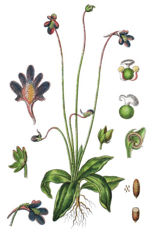 Common butterwort