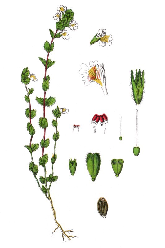 An eyebright