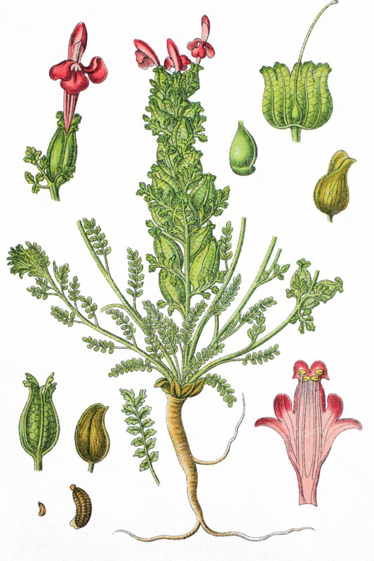 Common lousewort