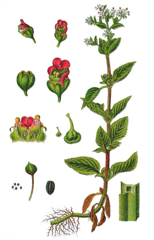 Green figwort