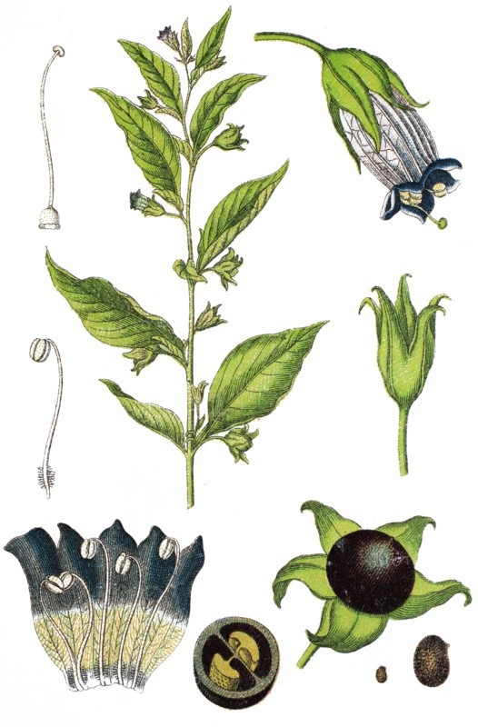 Belladonna