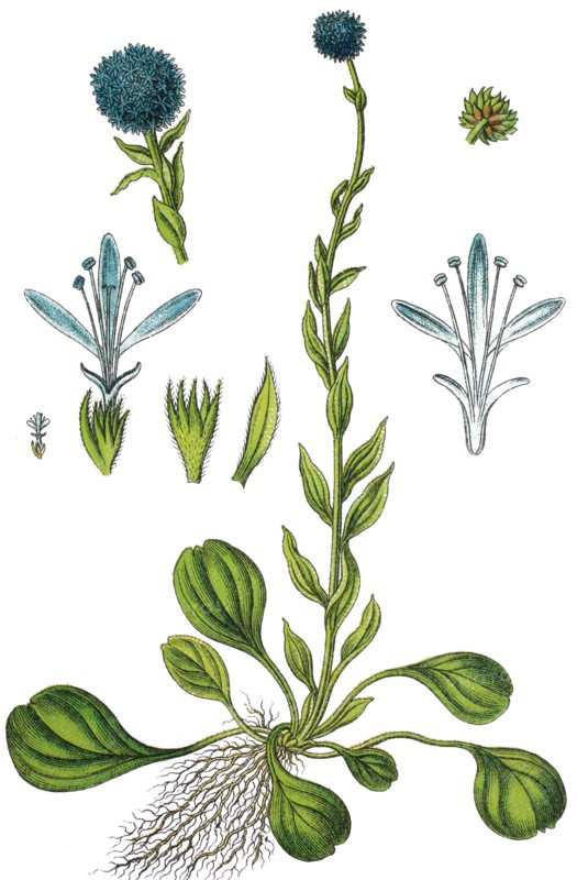 Globularia punctata