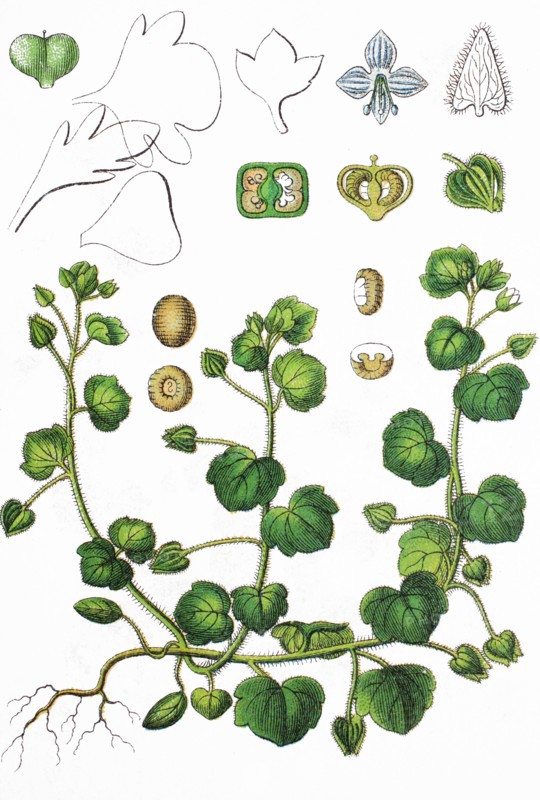 Ivy-leaved speedwell,