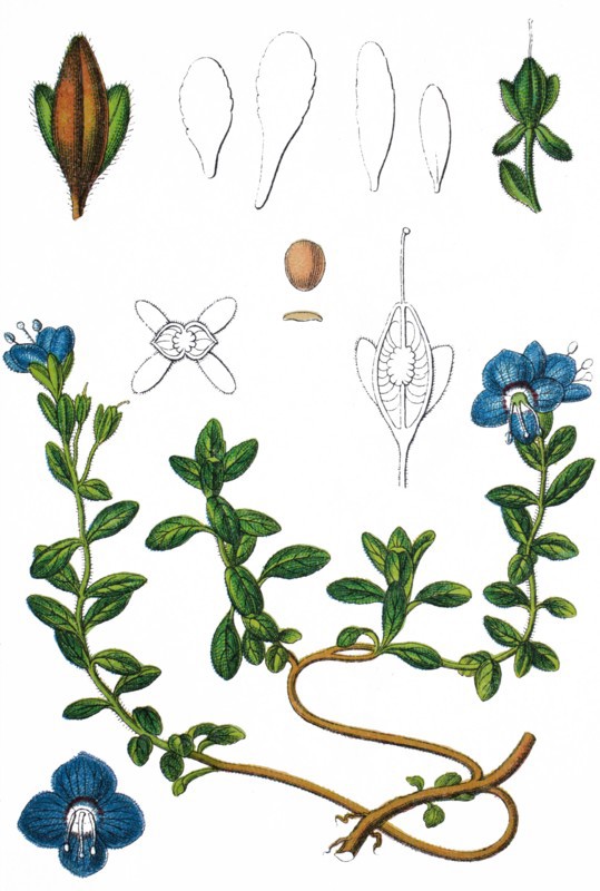 rock speedwell