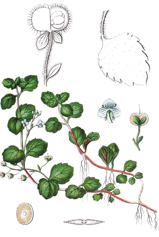 Wood speedwell