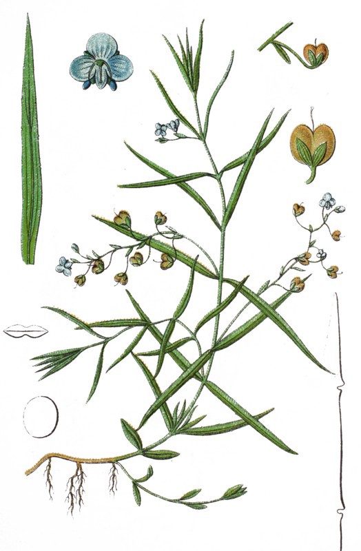 Marsh speedwell