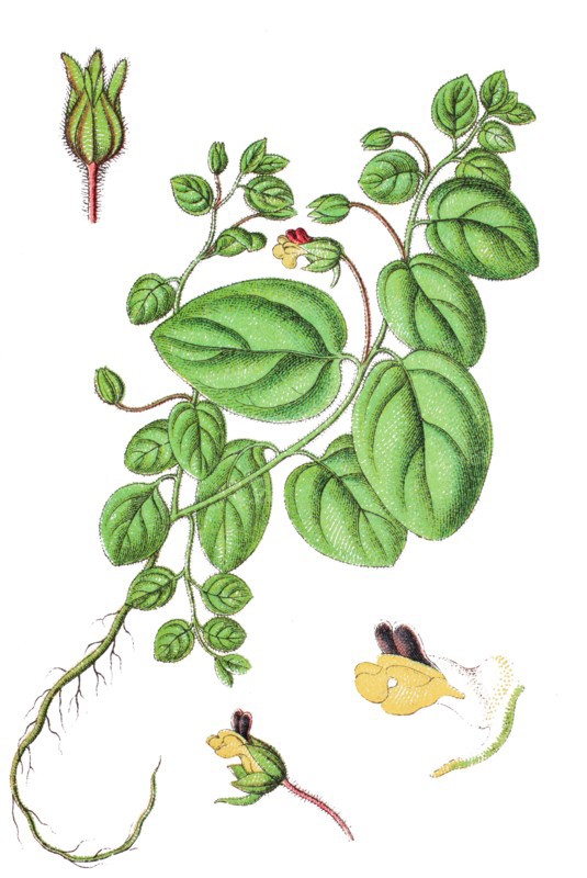 Roundleaf cancerwort