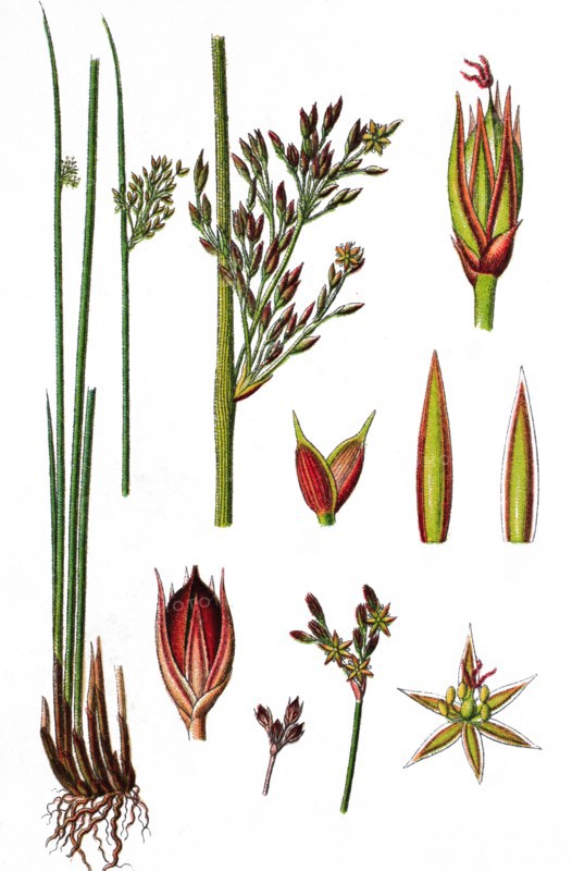 Juncus glaucus