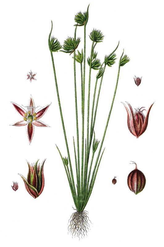 Leafybract dwarf rush
