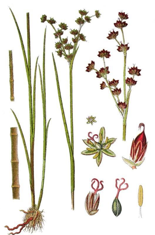 Jointleaf rush