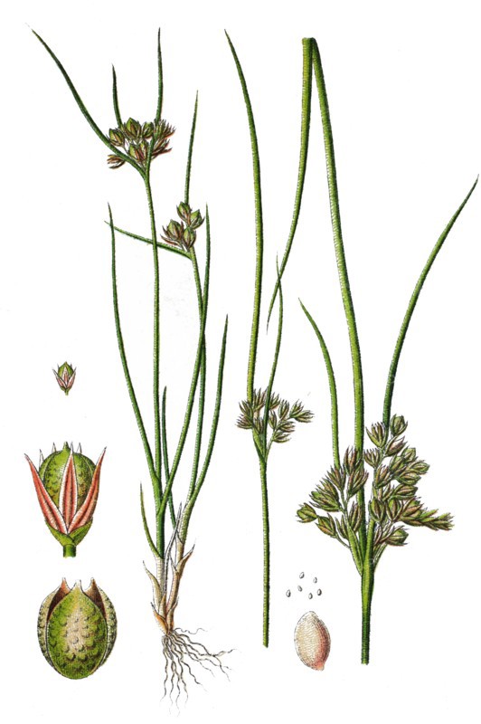 Slender rush