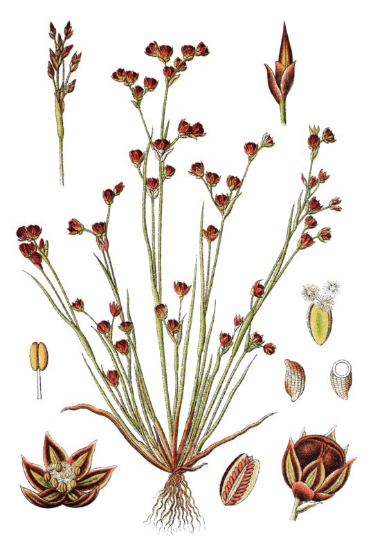 Juncus tenageia