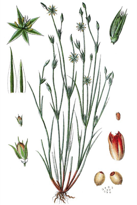Toad rush