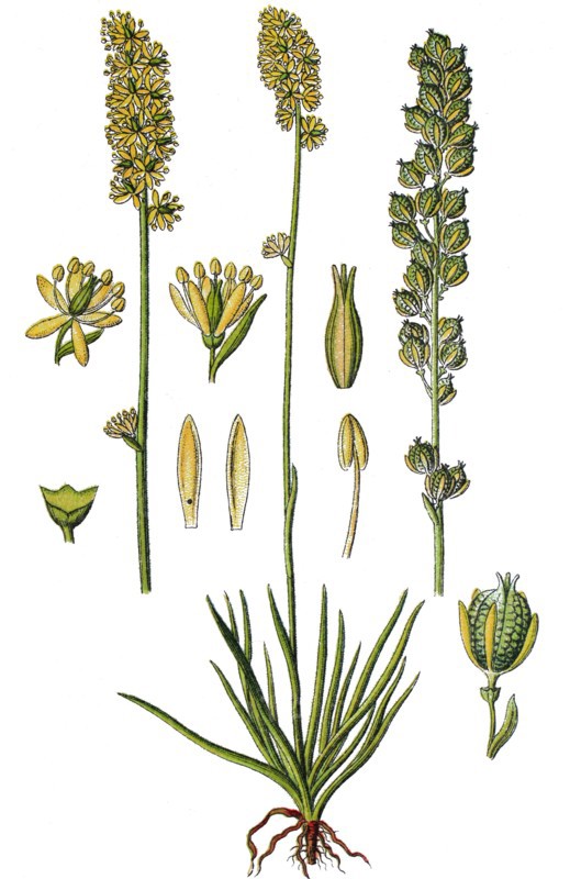 Alpine asphodel