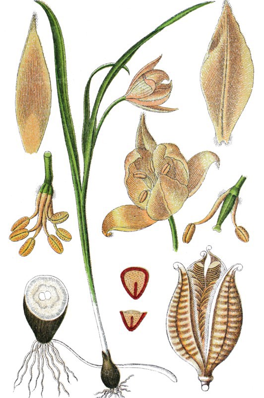 Wild yellow tulip