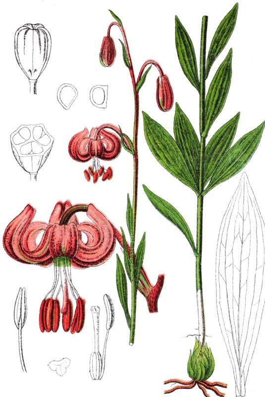 Turk's cap lily