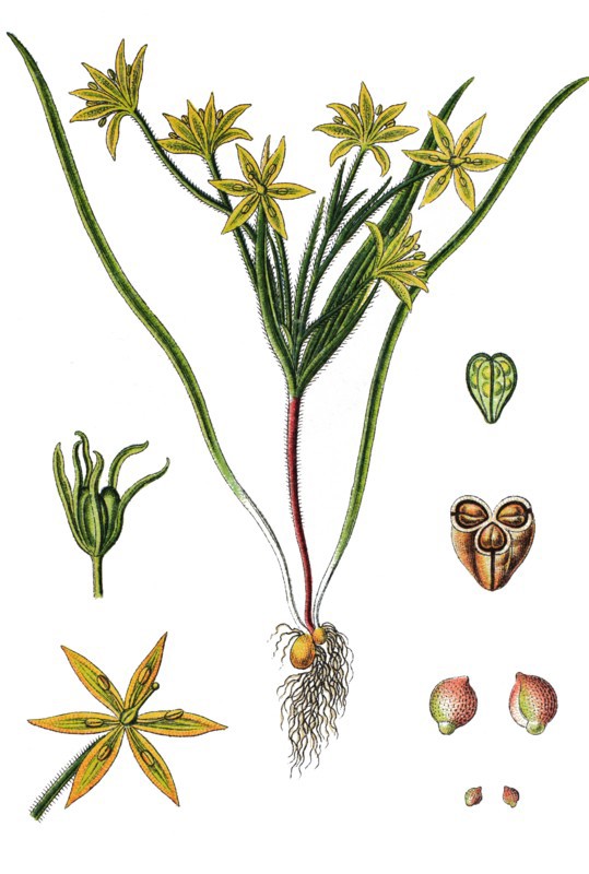 Gagea villosa