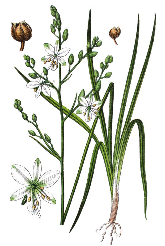Anthericum ramosum