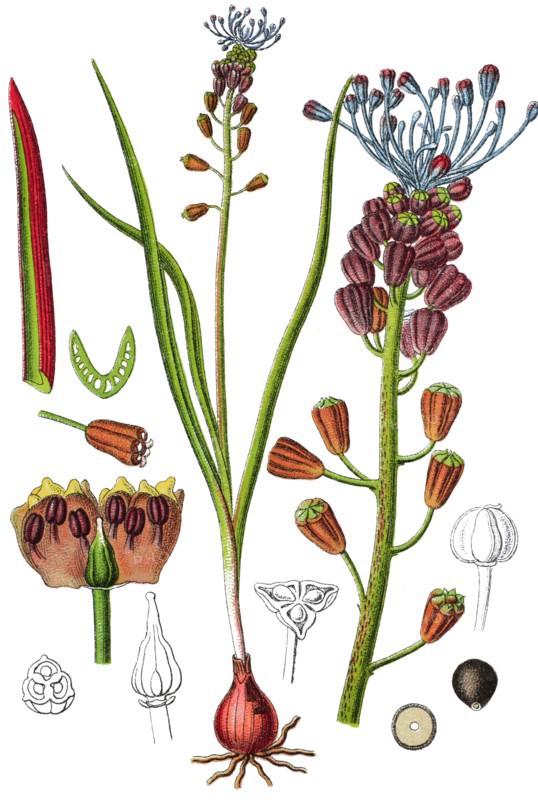 Tassel hyacinth