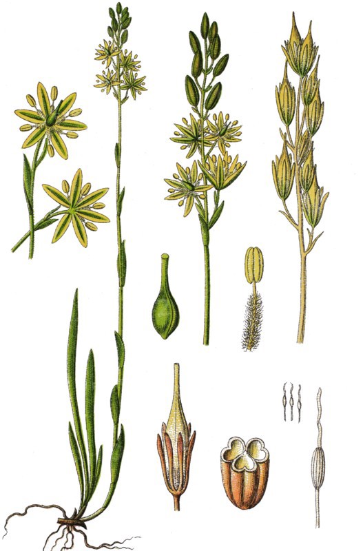 Bogasphodel