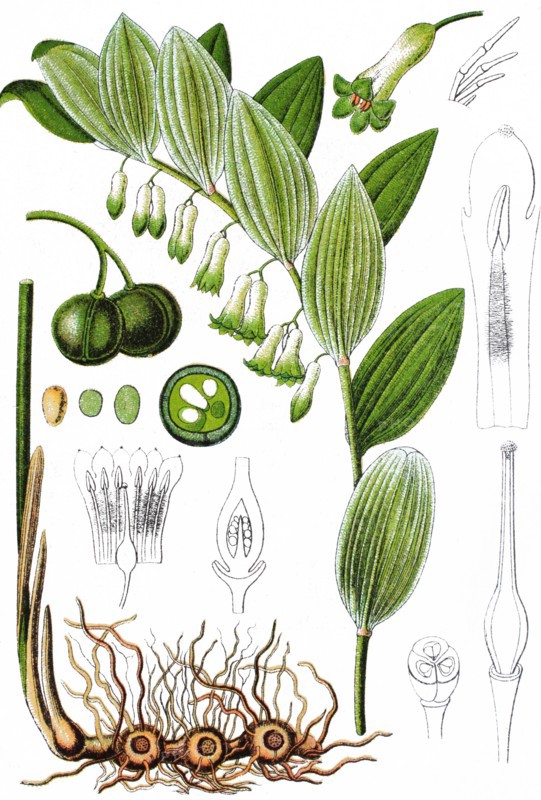 Solomon's seal