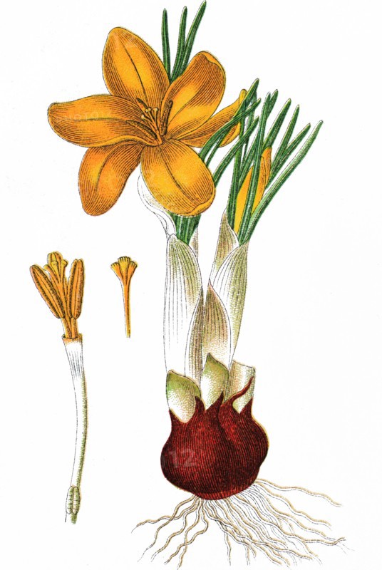 Dutch yellow crocus