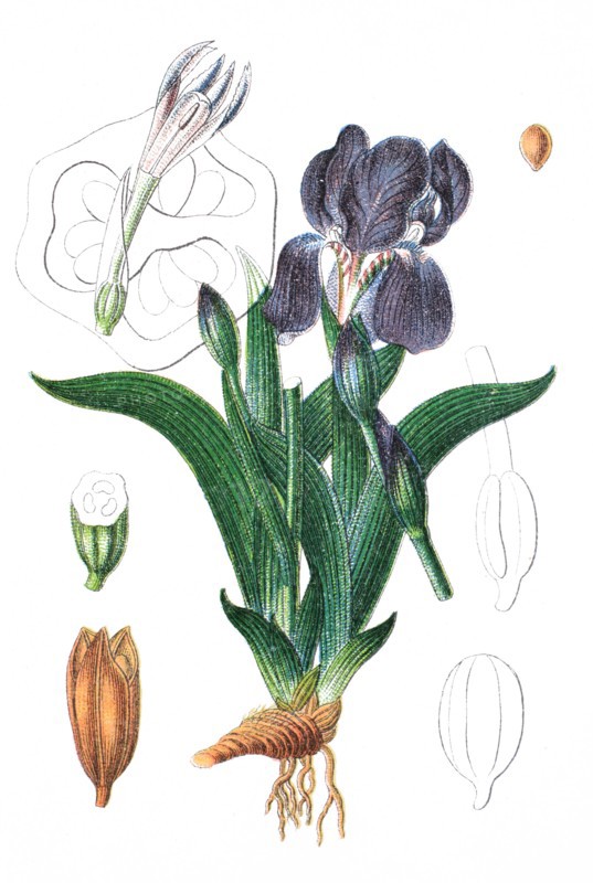 Iris aphylla l.