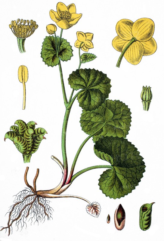 Marsh marigold