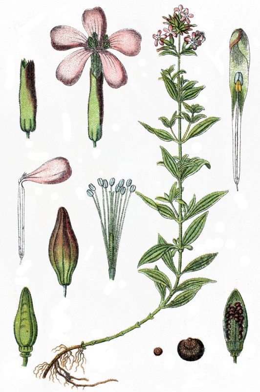 Common soapwort