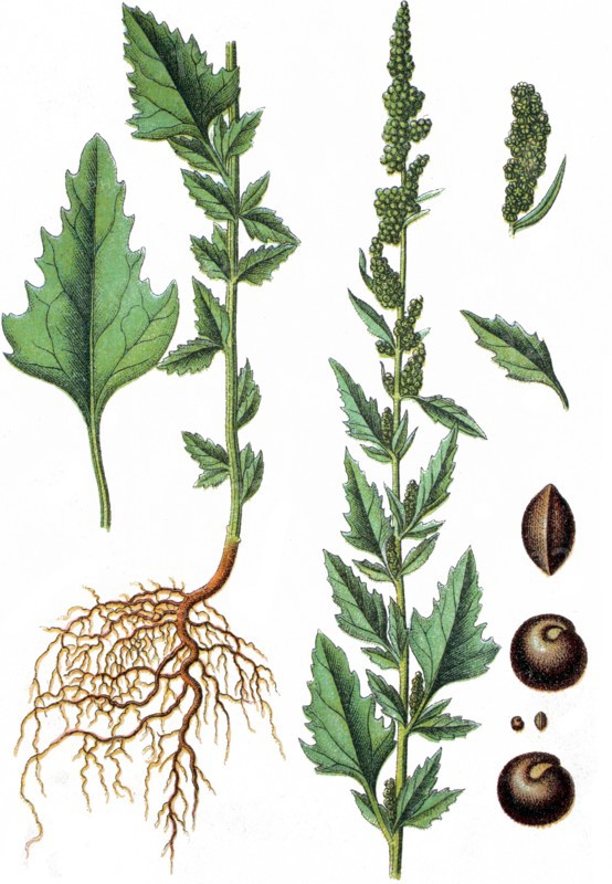 Chenopodium agreste