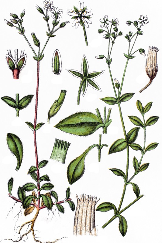 Minuartia