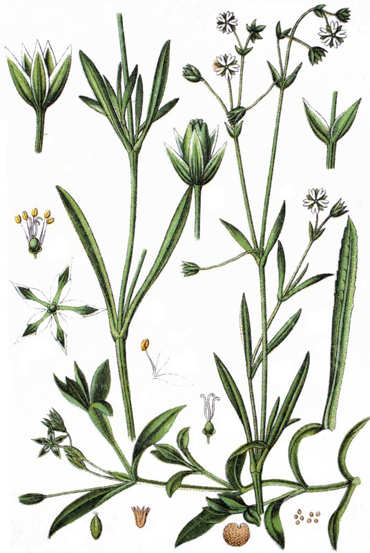 Minuartia