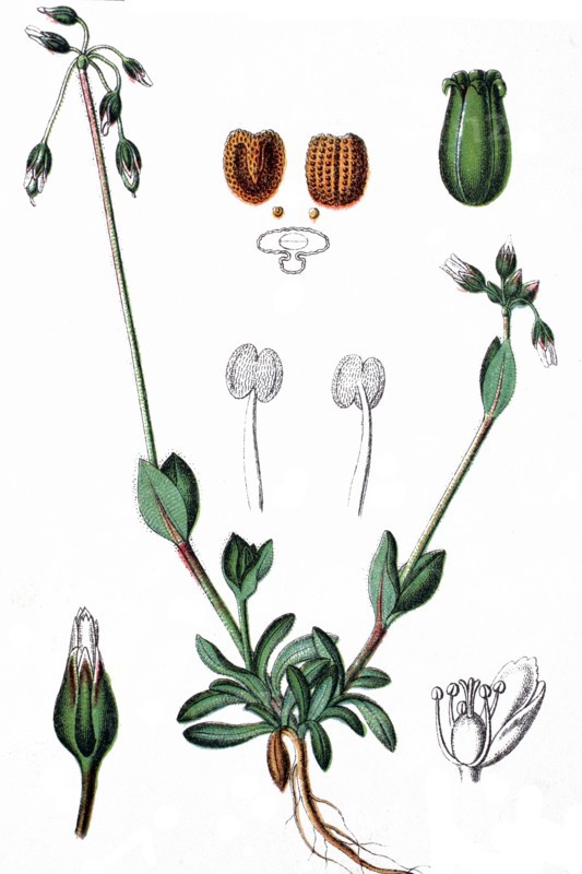 Holosteum umbellatum