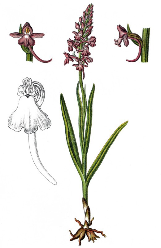 Fragrant orchid