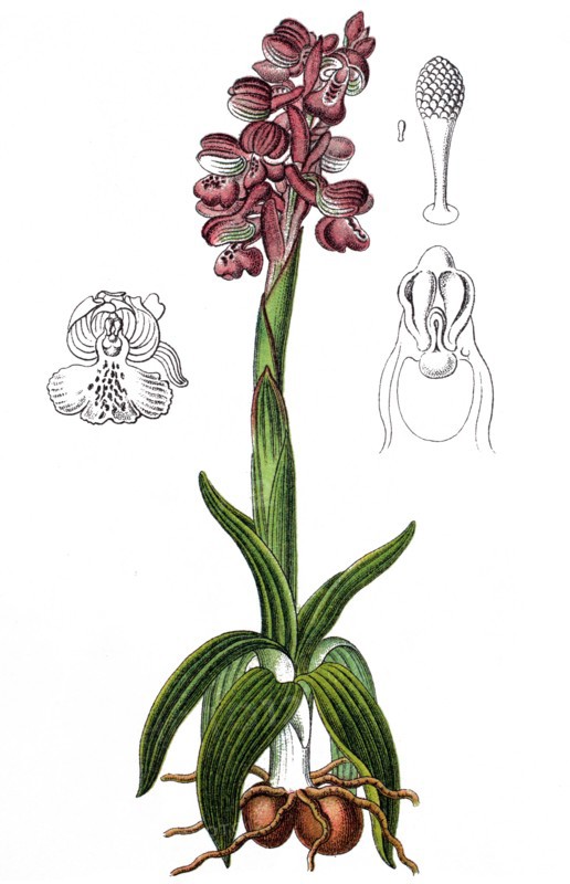 Green-winged orchid