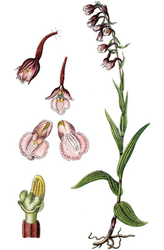 Marsh helleborine