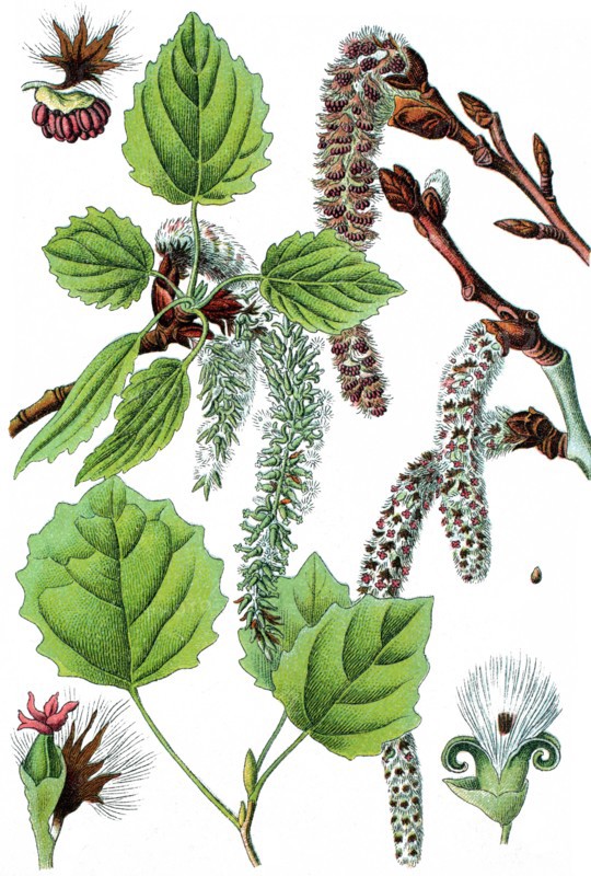Commonly called aspen