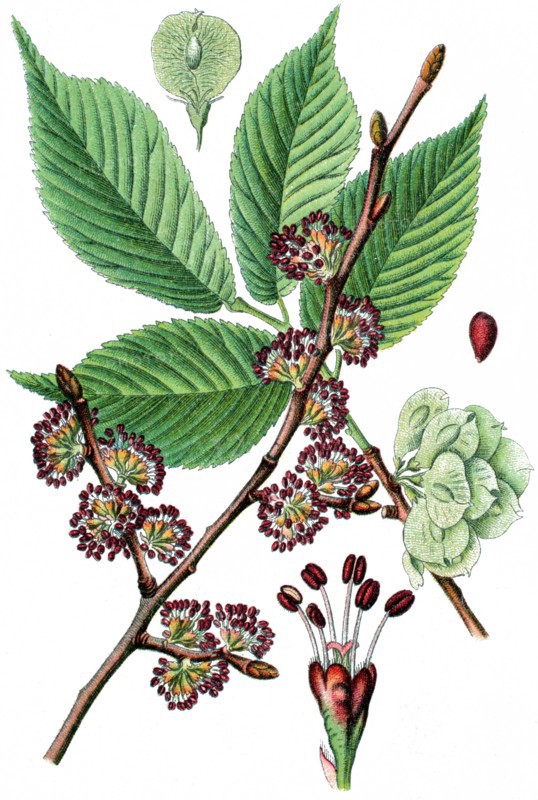 Elm