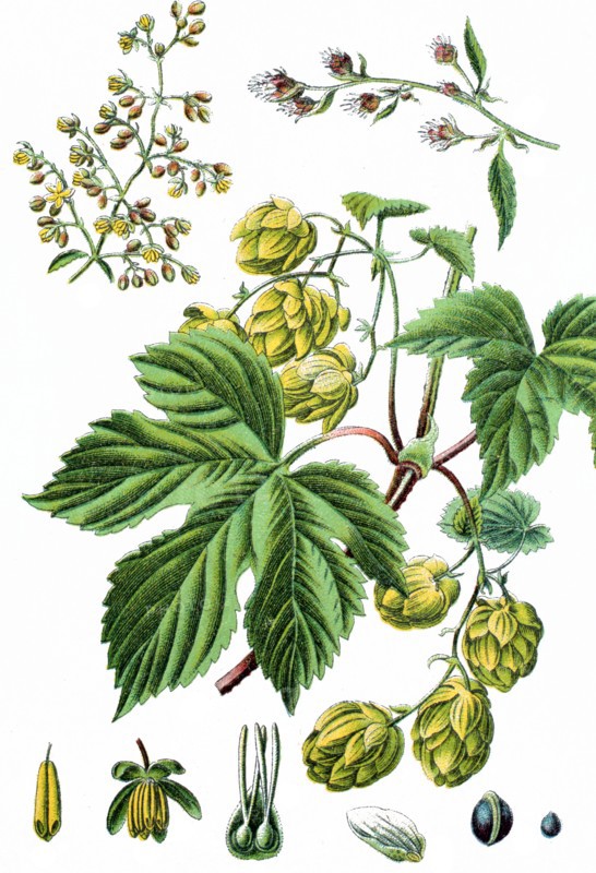 Common hop or hop