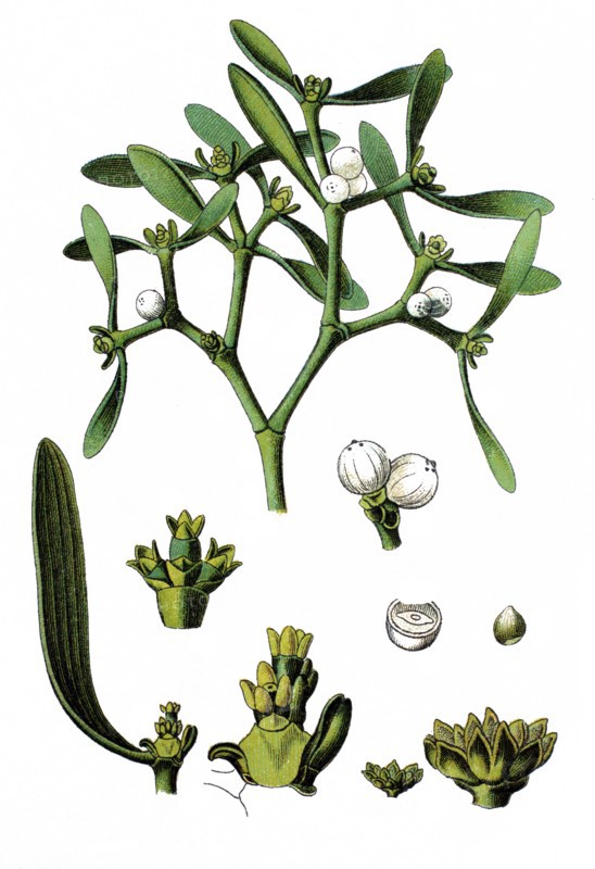 European mistletoe