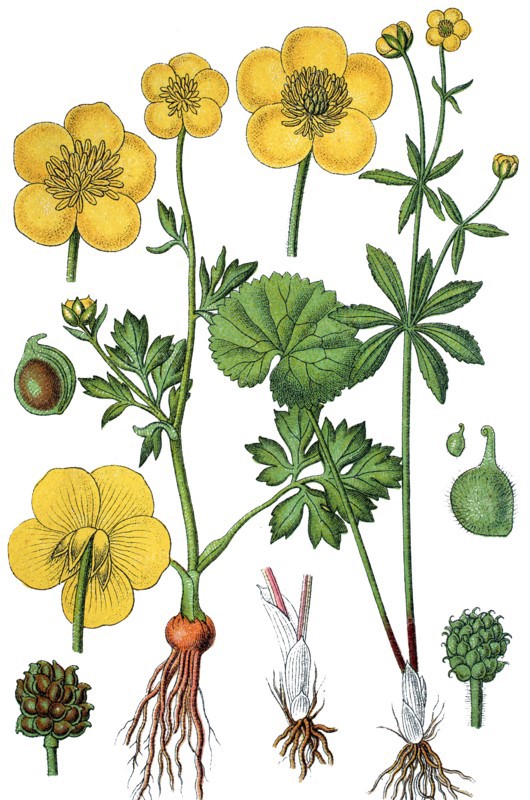 Buttercup