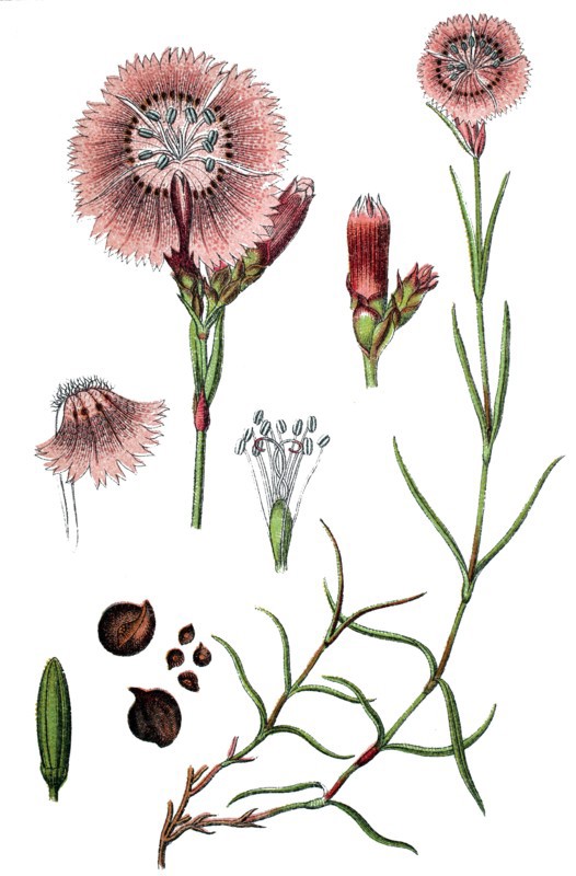Sequier's pink