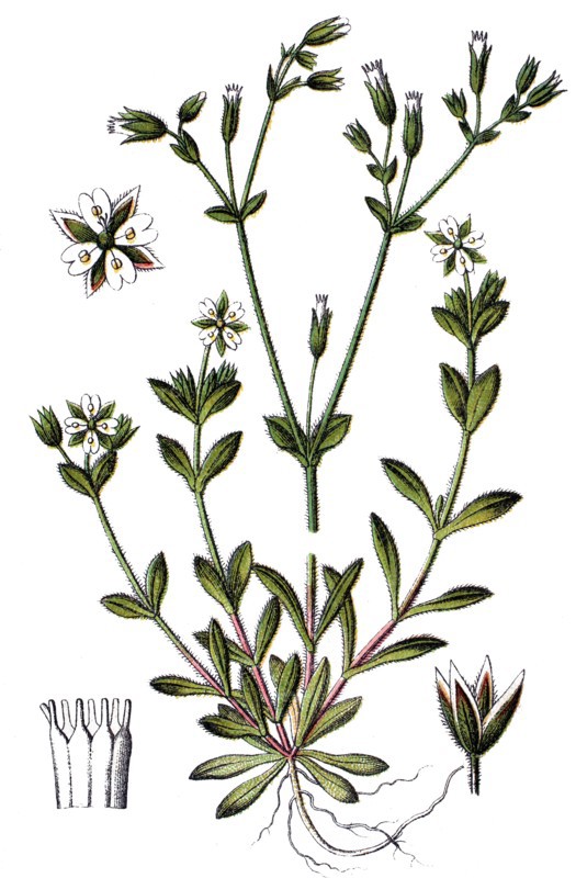 Minuartia tetrandra