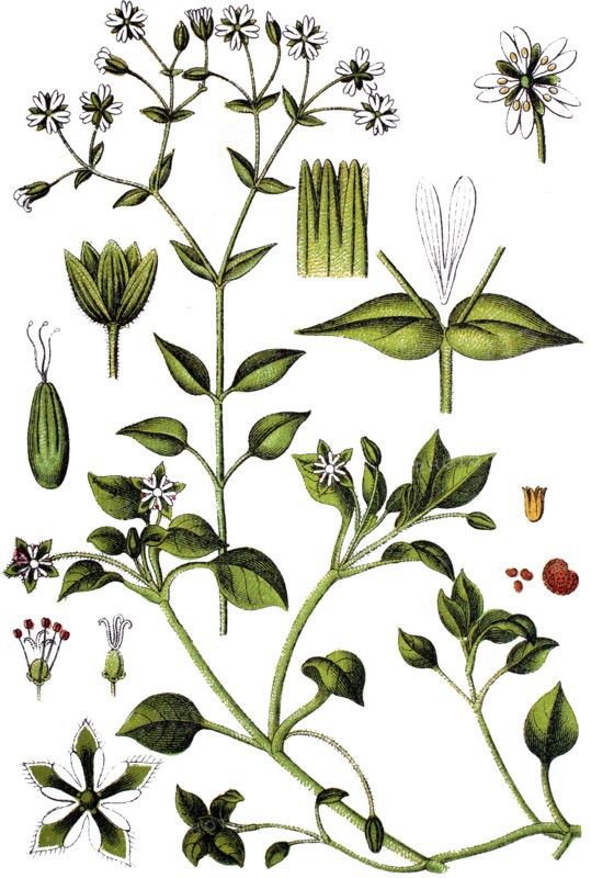Sandworts