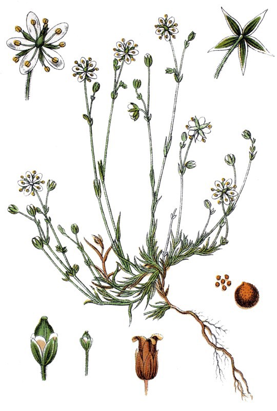 Sandworts