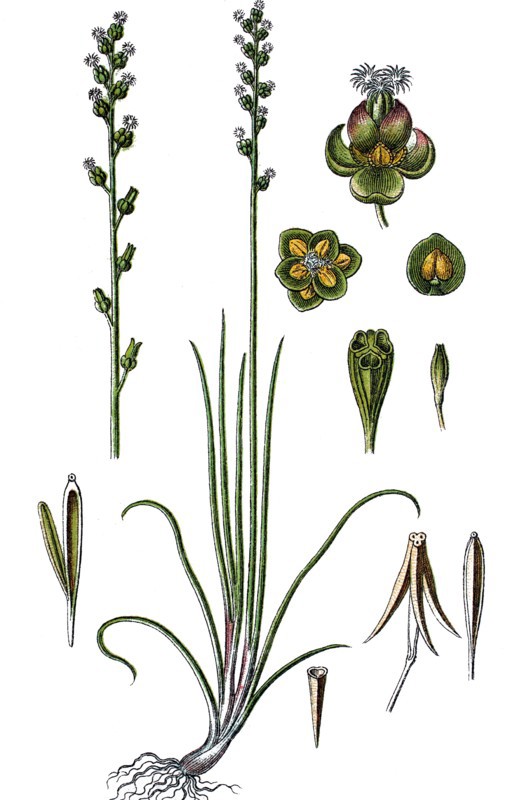 Marsh arrowgrass