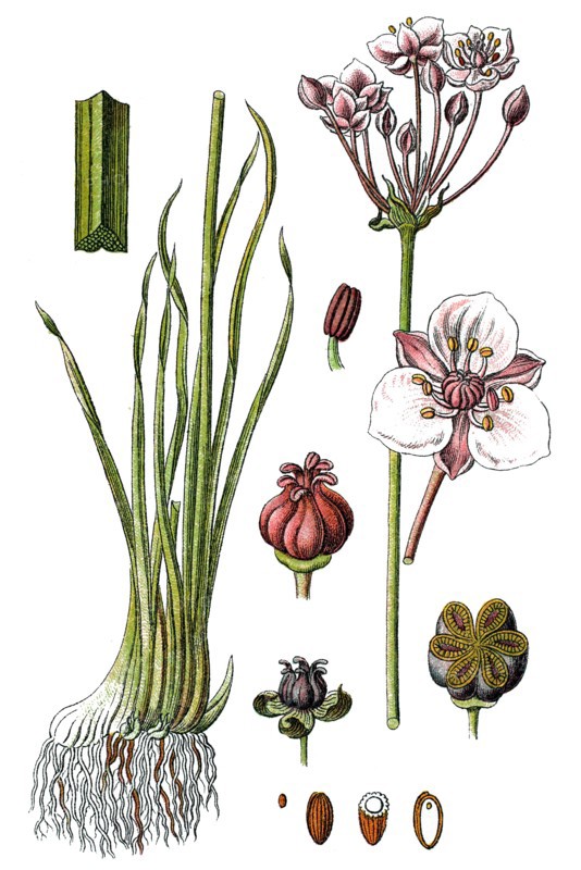 Flowering rush or grass rush