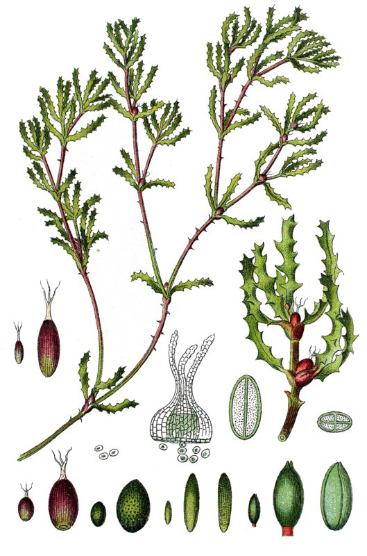 Spiny naiad