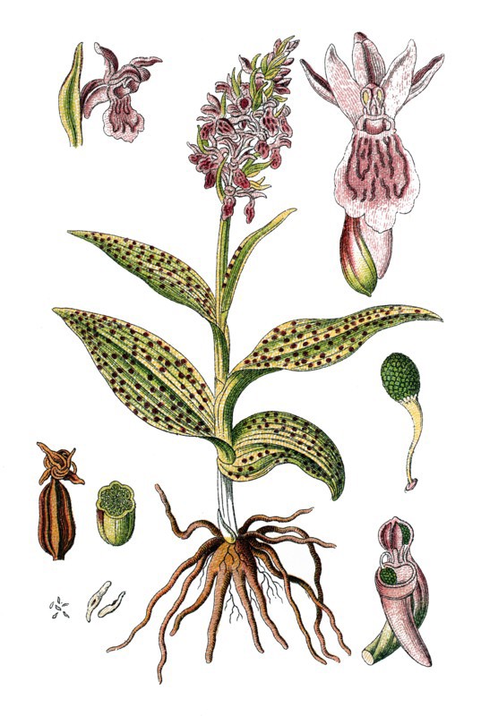 Western marsh orchid