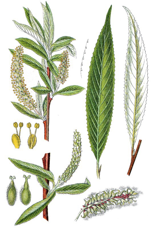 White willow